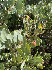 Arctostaphylos glauca