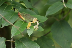 Lonicera acuminata