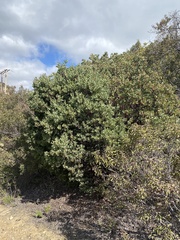 Arctostaphylos glauca