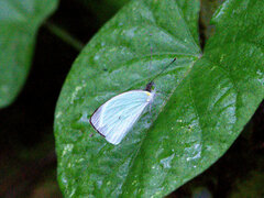 Leptophobia