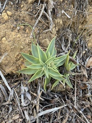 Dudleya lanceolata