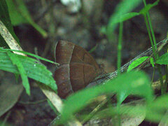Taygetis rufomarginata