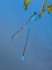 Pseudagrion cingillum