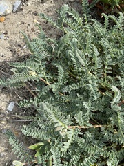 Astragalus nuttallii