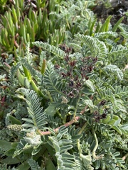 Astragalus nuttallii