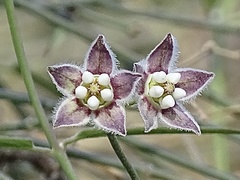Funastrum heterophyllum