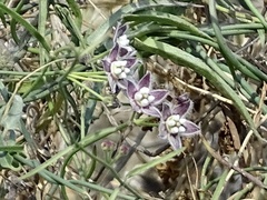 Funastrum heterophyllum