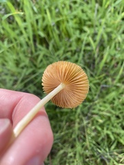 Bolbitius aleuriatus