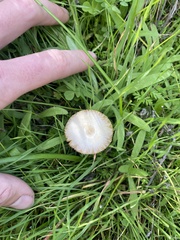 Bolbitius aleuriatus