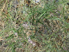 Funastrum heterophyllum