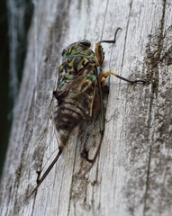 Amphipsalta