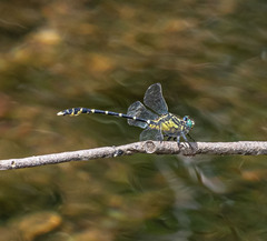 Hemigomphus heteroclytus
