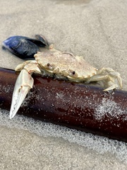 Ovalipes trimaculatus