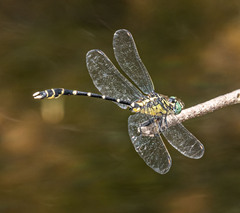 Hemigomphus heteroclytus