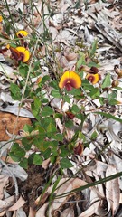 Bossiaea ornata