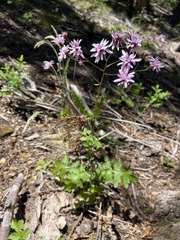 Calorezia prenanthoides