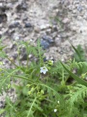 Eucrypta chrysanthemifolia