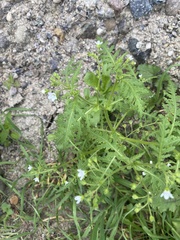 Eucrypta chrysanthemifolia