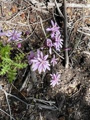 Calorezia prenanthoides