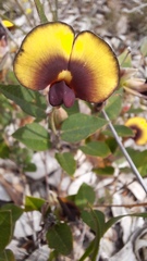 Bossiaea ornata