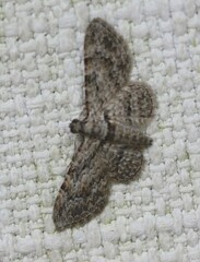 Sigilliclystis insigillata