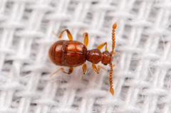 Pselaphinae
