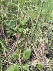 Micranthes californica