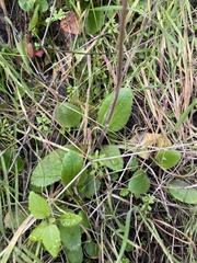 Micranthes californica