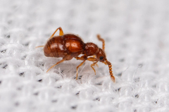 Pselaphinae