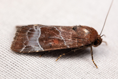 Hampsonodes mastoides