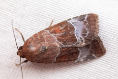 Hampsonodes mastoides
