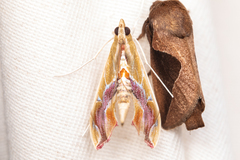 Agathodes monstralis