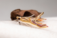 Agathodes monstralis