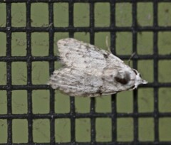 Nola pygmaeodes