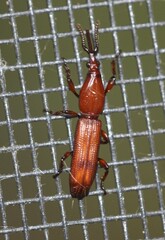 Trachelizini