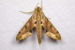 Xylophanes undata