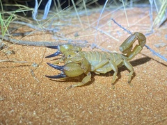 Urodacus yaschenkoi
