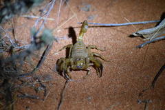 Urodacus yaschenkoi