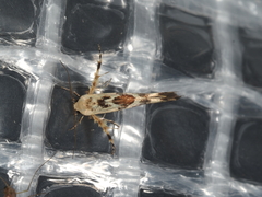 Stathmopoda melanochra