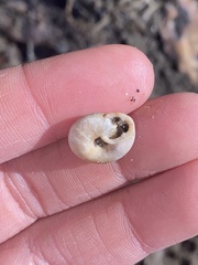 Triodopsis tridentata