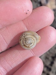 Triodopsis tridentata