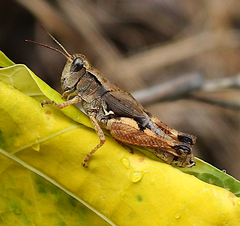 Phaulacridium vittatum