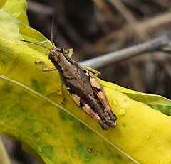 Phaulacridium vittatum