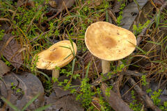 Singerocybe clitocyboides