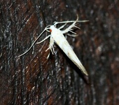 Stathmopodidae