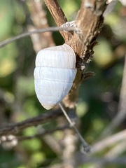 Cerion incanum