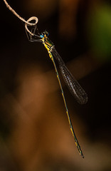 Synlestes selysi