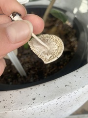 Leucocoprinus ianthinus