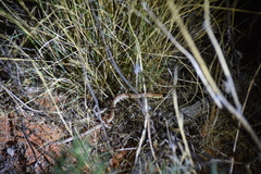 Pygopus nigriceps