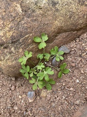Pterostegia drymarioides